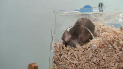 仓鼠会吃小瓜吗视频播放,它们真的会吃吗？