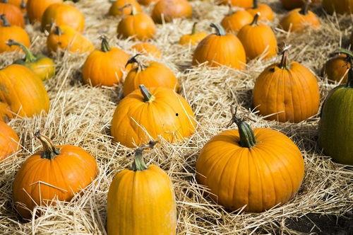 秋天吃烧瓜好吗视频讲解,烧瓜美食的滋补之道