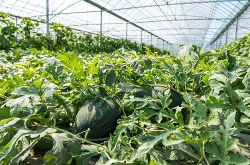 农村过年吃瓜的视频,瓜果飘香迎新春