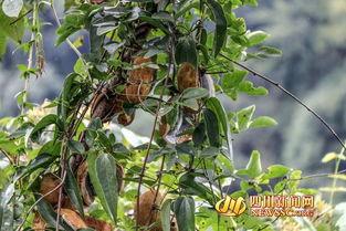 八月瓜吃货视频大全集在线观看,视频大全集在线观看攻略