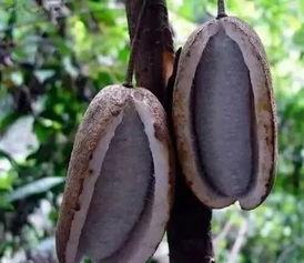 八月瓜吃货视频大全集在线观看,视频大全集在线观看攻略