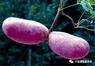 八月瓜吃货视频大全集在线观看,视频大全集在线观看攻略