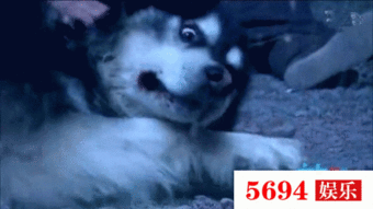 反派小狗吃瓜视频,揭秘娱乐圈背后的秘密