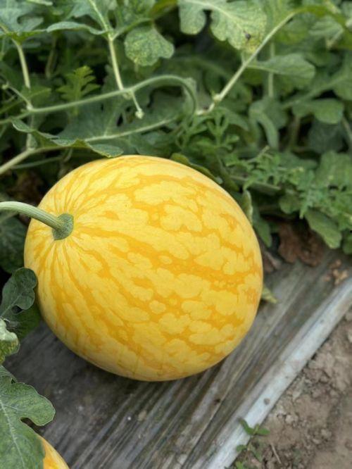 浙江吃瓜最新视频,揭秘当地美食文化，带你领略地道风味