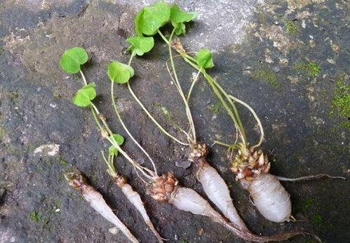 秃崽草神吃瓜视频大全免费观看,免费观看，笑料横生！