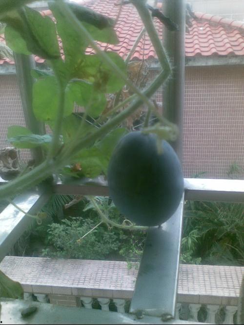 佛山阳台吃瓜事件视频曝光