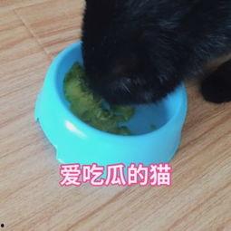 猫咪快乐吃瓜视频