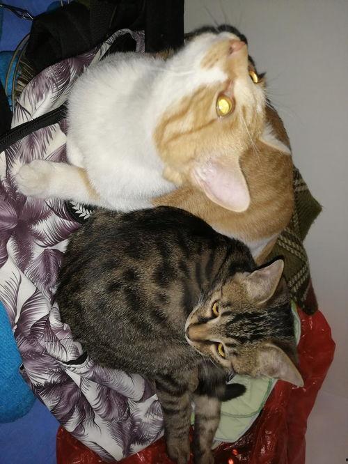 猫咪快乐吃瓜视频