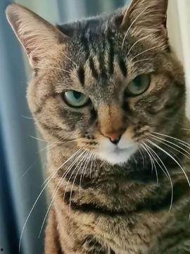 猫咪快乐吃瓜视频