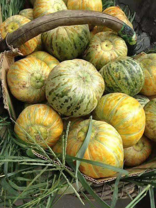 吃大面瓜比赛视频,挑战极限！吃大面瓜比赛惊心动魄瞬间回顾