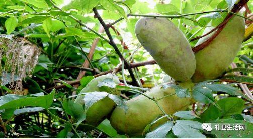 小时候吃八月瓜视频大全,八月瓜美味时光视频大盘点