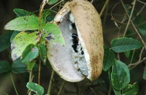 小时候吃八月瓜视频大全,八月瓜美味时光视频大盘点