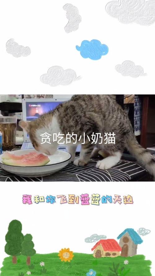 猫吃小瓜视频,喵星人与小瓜的欢乐食记
