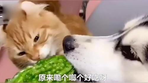 猫吃小瓜视频,喵星人与小瓜的欢乐食记