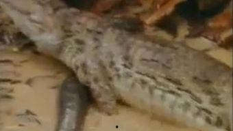 吸血猴精吃瓜视频,揭秘神秘森林奇遇记