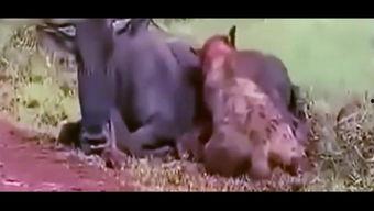 吸血猴精吃瓜视频,揭秘神秘森林奇遇记