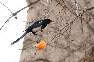 喜鹊吃瓜视频在线观看,欢乐瞬间，自然界的趣味互动
