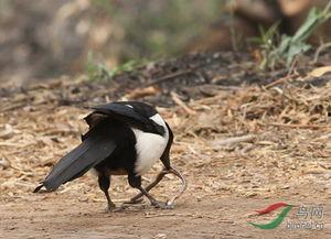 喜鹊吃瓜视频在线观看,欢乐瞬间，自然界的趣味互动