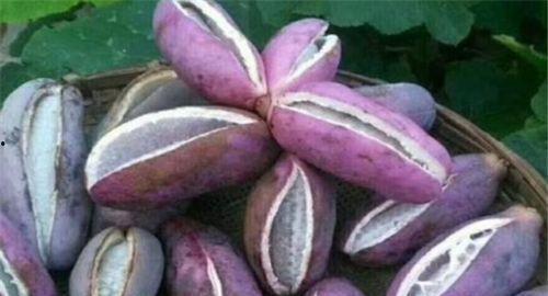 姐姐吃八月瓜好吗视频