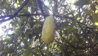 姐姐吃八月瓜好吗视频