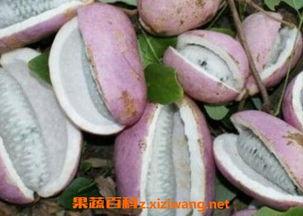 八哥可以吃八月瓜吗视频,八哥与八月瓜的奇妙食缘