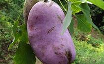 八哥可以吃八月瓜吗视频,八哥与八月瓜的奇妙食缘