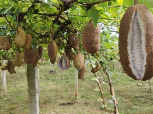 八哥可以吃八月瓜吗视频,八哥与八月瓜的奇妙食缘