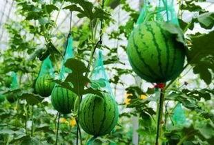 东台吃瓜事件视频最新版,最新视频揭露惊人真相