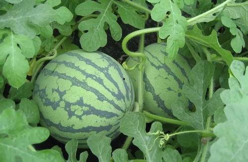 东台吃瓜事件视频最新版,最新视频揭露惊人真相