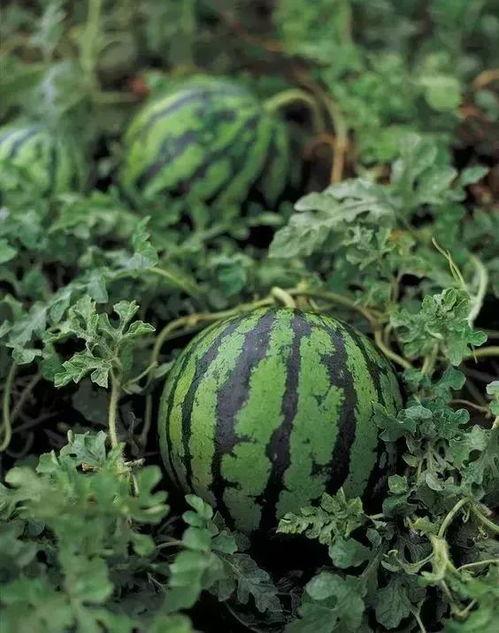 吃瓜可以用勺子挖嘛视频,揭秘吃瓜新姿势