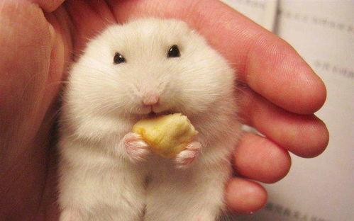 仓鼠吃甜梨瓜吗好吗视频,揭秘仓鼠吃甜梨瓜的甜蜜瞬间