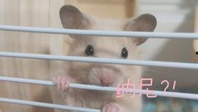 仓鼠吃甜梨瓜吗好吗视频,揭秘仓鼠吃甜梨瓜的甜蜜瞬间