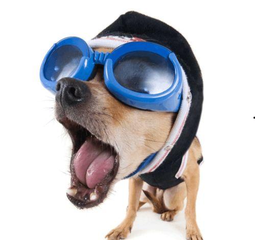 狗狗吃瓜照片搞笑视频在线观看,萌宠瓜界“笑果”连连