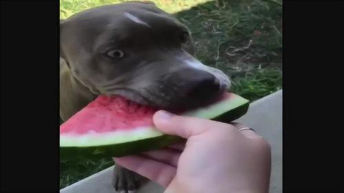 狗狗吃瓜照片搞笑视频在线观看,萌宠瓜界“笑果”连连