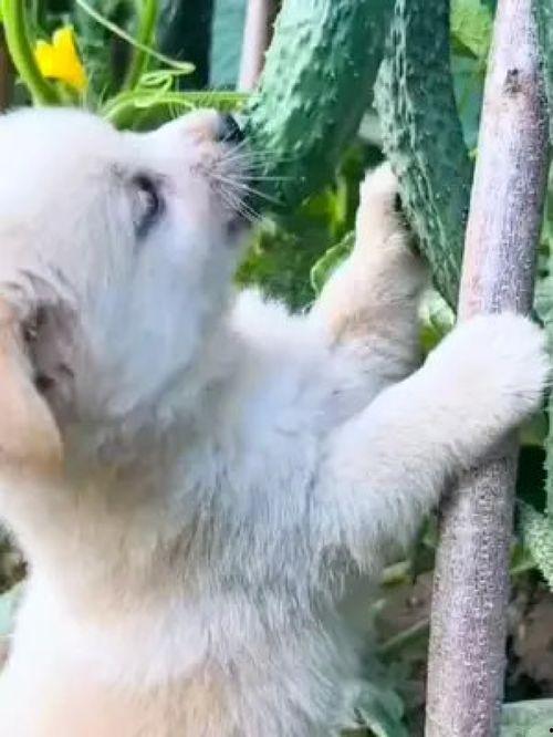 狗狗吃瓜照片搞笑视频在线观看,萌宠瓜界“笑果”连连