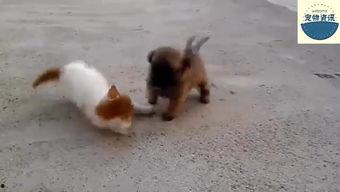 吃瓜小狗打架的视频大全,吃瓜小狗打架视频大全集锦