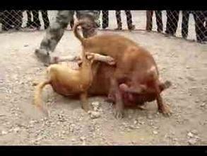 吃瓜小狗打架的视频大全,吃瓜小狗打架视频大全集锦