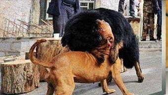 吃瓜小狗打架的视频大全,吃瓜小狗打架视频大全集锦