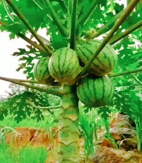 吃瓜网红图片大全集视频,带你领略网红风采