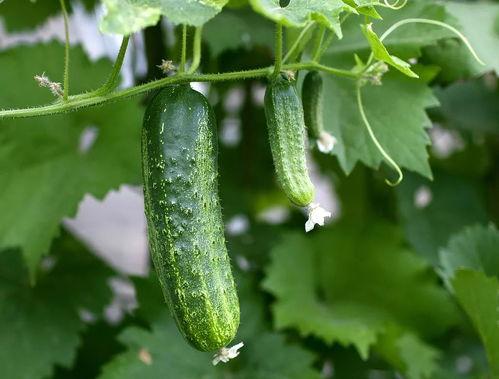 大家吃瓜的视频在哪里看的,各大平台热门聚集地大揭秘