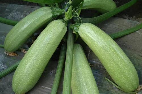 老板吃葫芦瓜视频播放,视频播放引网友热议