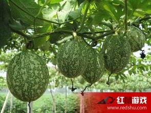 吃小吊瓜的视频播放,视频播放带你领略美味瞬间