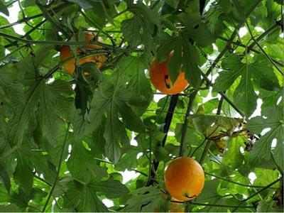 吃小吊瓜的视频播放,视频播放带你领略美味瞬间