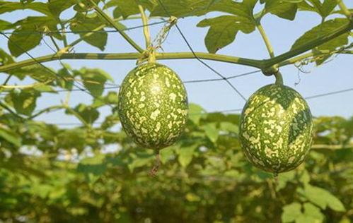 吃小吊瓜的视频播放,视频播放带你领略美味瞬间