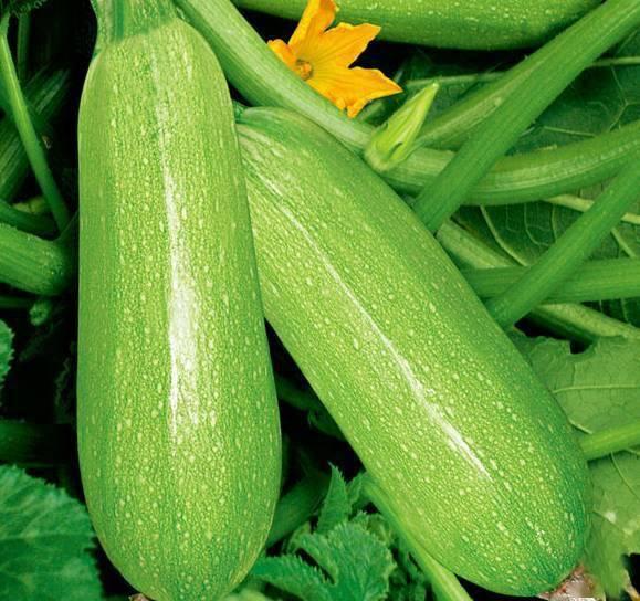 宝宝吃白瓜视频,甜蜜滋味与营养之旅