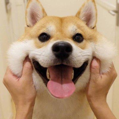 葵瓜狗狗可以吃吗图片视频,图片视频解析狗狗美食新选择