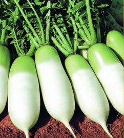 韩国人吃角瓜萝卜视频