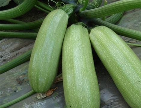 西美吃瓜视频,揭秘娱乐圈幕后故事