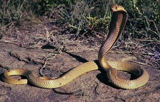 眼镜蛇吃瓜视频,惊险刺激的生态奇观