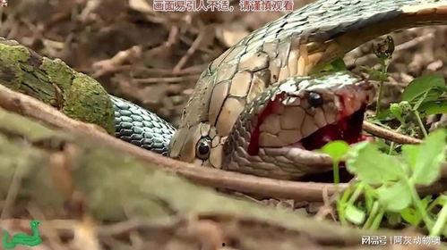 眼镜蛇吃瓜视频,惊险刺激的生态奇观